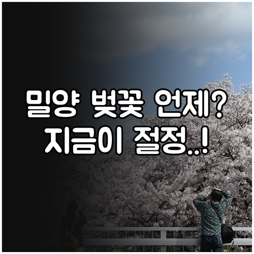 밀양 벚꽃 개화일 절정 시기 영남루 ..