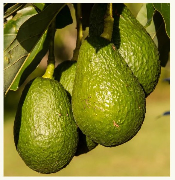 아보카도 효능 부작용