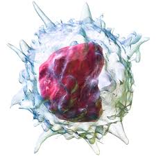 백혈구 정상수치 