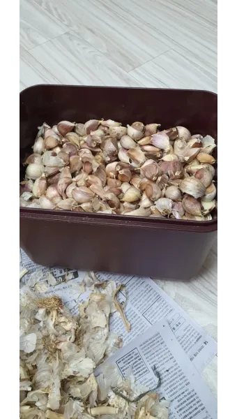 통마늘 지퍼백 보관 효과 오래 보관하는 방법_15