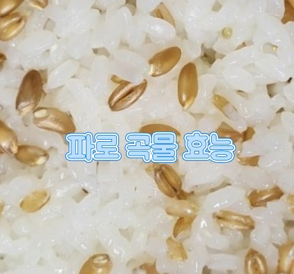 파로-곡물-효능