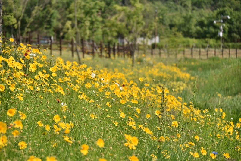 금계국 꽃 명소 생태교란종 파종시기 큰금계국 구별
