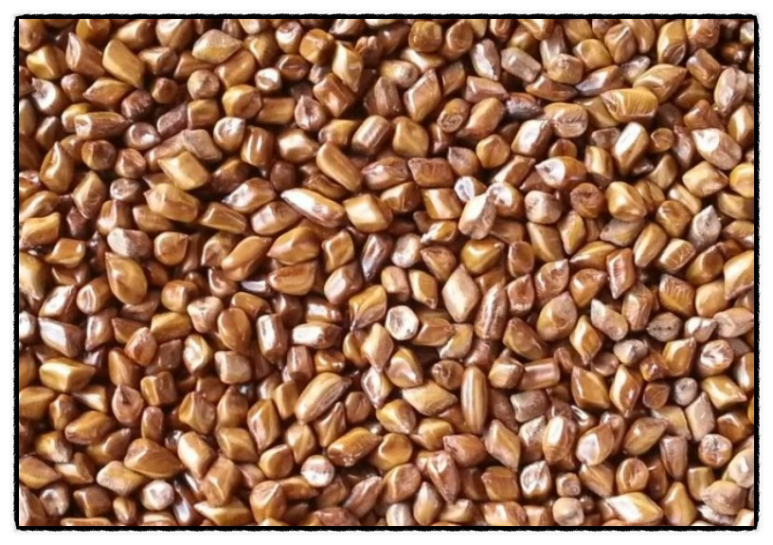 간암-좋은음식-결명자