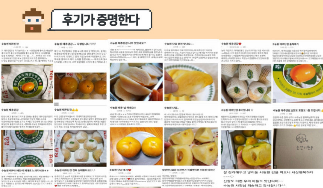 6시 내고향 태추단감 주문 택배 가격 연락처 : 전남 영광 수농원7