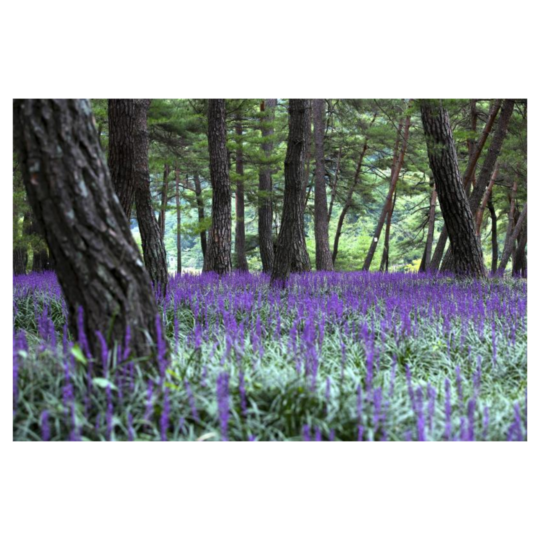 맥문동과 관련된 사진입니다.