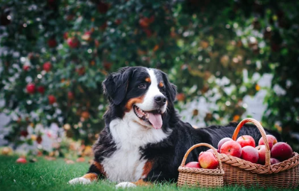 사과와 강아지 사진/출처:어도비스톡