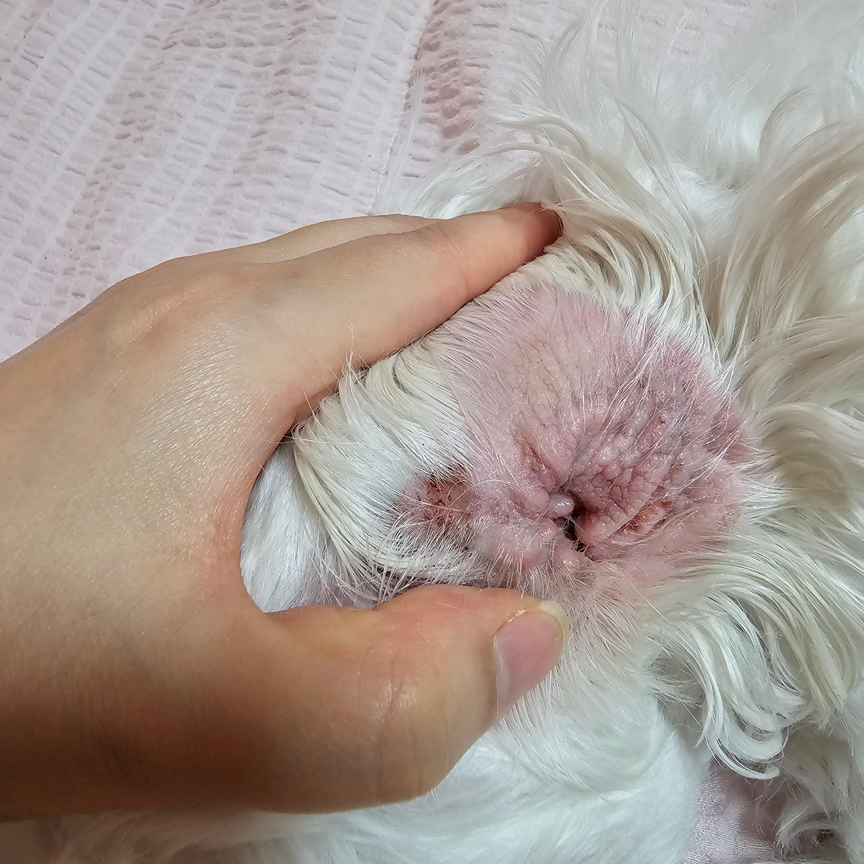 반려견 귀 건강을 위한 방법