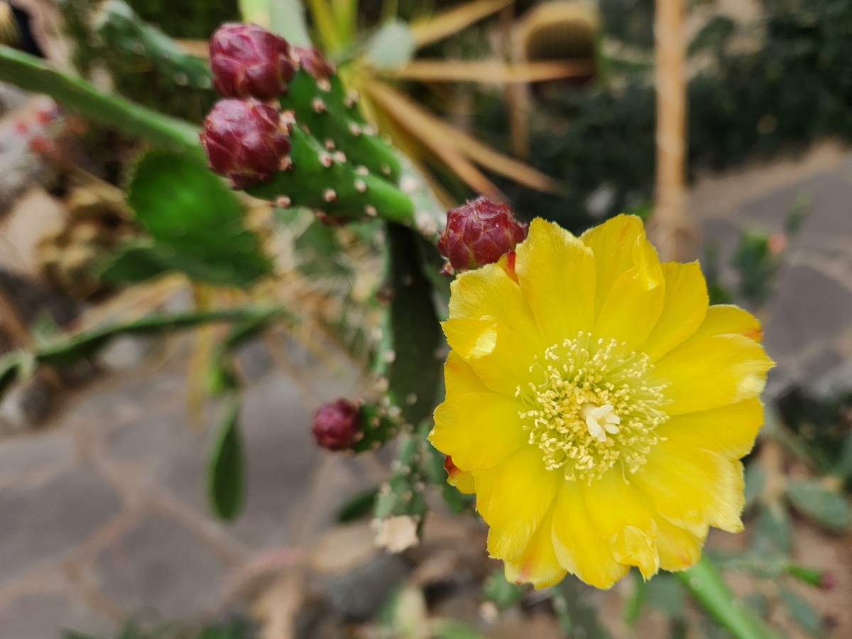 손바닥선인장 (천년초)