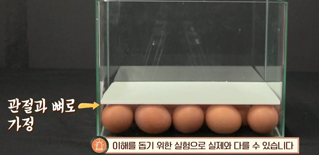 콘드로이친 효능