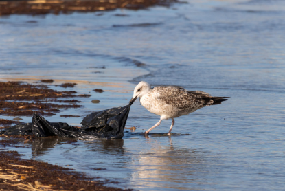 해양 쓰레기와 바다 생물의 비극 관련 이미지