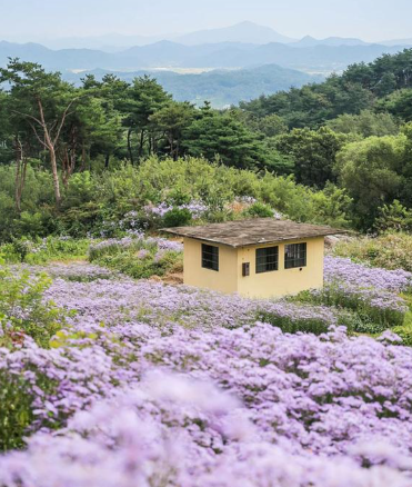 “보랏빛 사랑의 계절, 문경 봉천사 개미취 꽃밭”