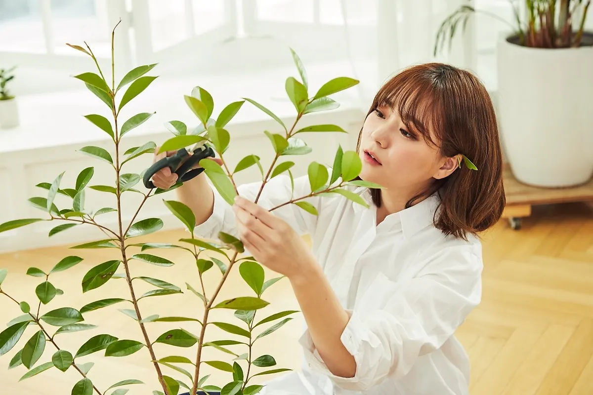 가지치기 요령 도구소독 새순유도 수형잡기 건강하게 키우기_6