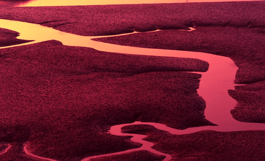 고사리 효능은 혈관계 진환에 도움이 된다 혈관과 비슷한 강 줄기의 모습