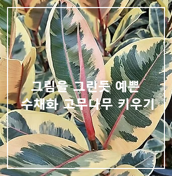 수채화 고무나무키우기
