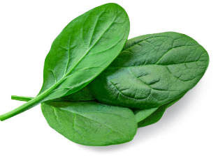 비염에 좋은 시금치