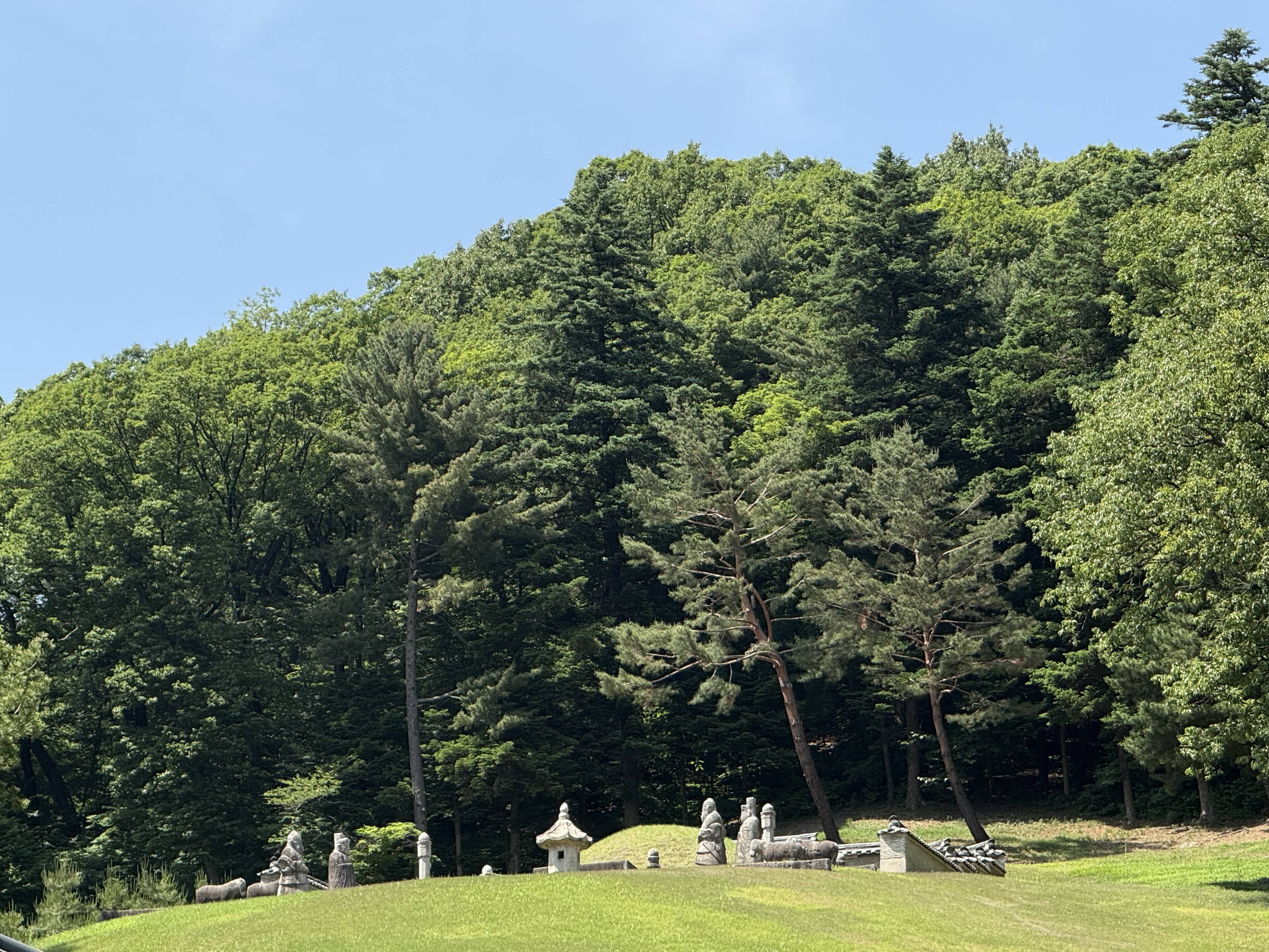 푸른 잔디 언덕 위에 고요히 잠들어 있는 광릉 봉분과 석물들. 울창한 숲이 능을 감싸고 있어 평화로운 분위기를 자아낸다.