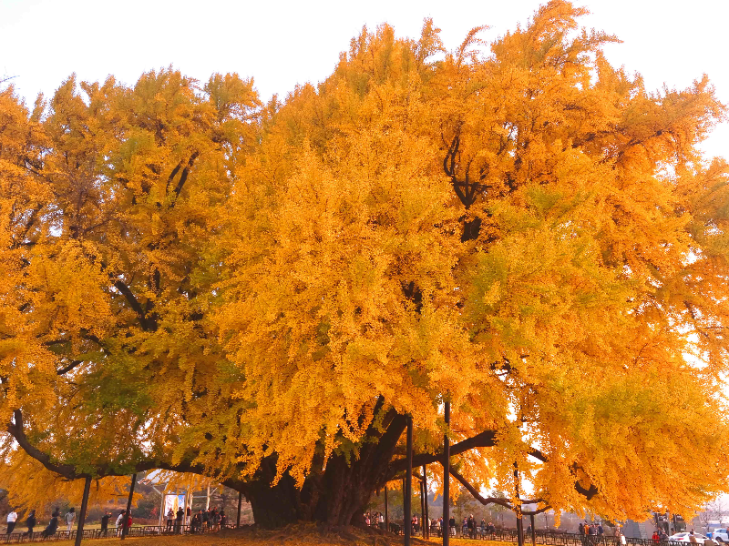 반계리 은행나무, 반계리 은행나무 주차장, 은행나무 단풍, 원주 반계리 은행나무 숲
