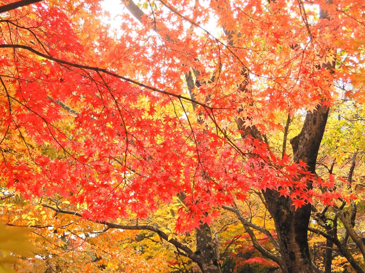 대구 가볼만한 단풍 여행은 어디일까? 대구 단풍 여행 총정리!