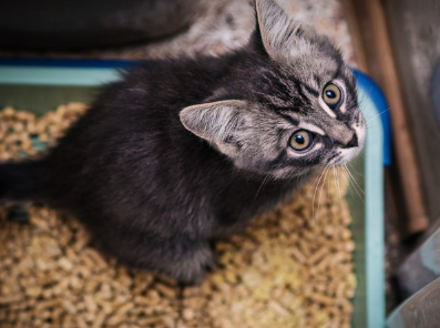 화장실에 있는 아기 고양이.
