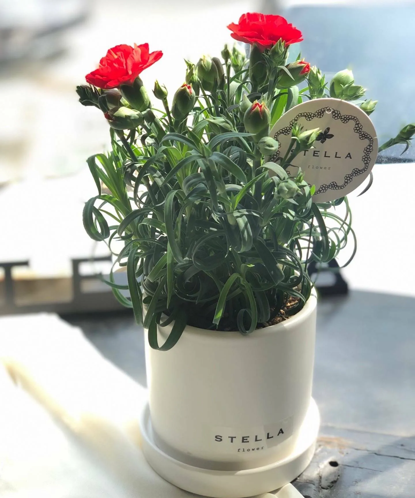 카네이션 화분 키우는 방법 생화 꽃바구니 관리_2