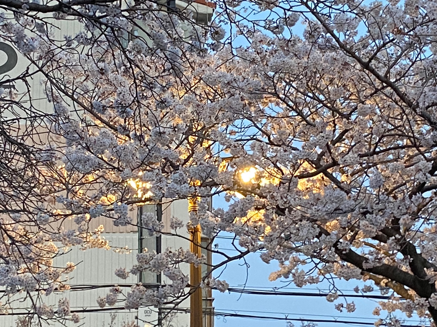 진해벚꽃실시간 여좌천