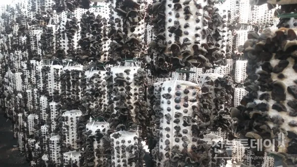 목이버섯 재배 원목 재배 수분 관리 위생 관리_4