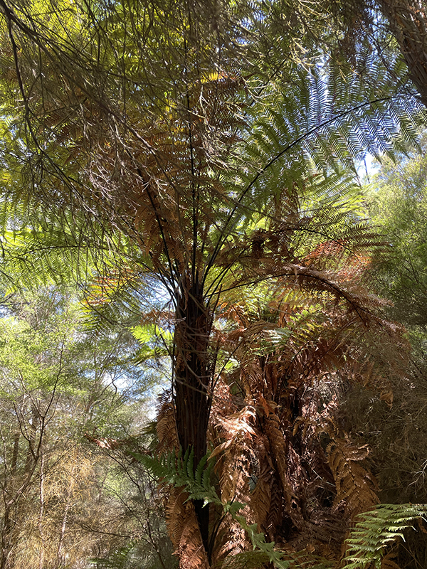 페퍼민트로 감정에 숨을 틔운 향기블렌딩