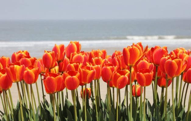 임자도 튤립축제