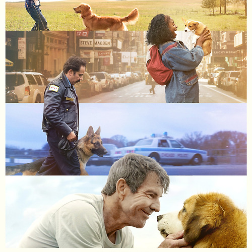 영화 베일리 어게인 관련 사진