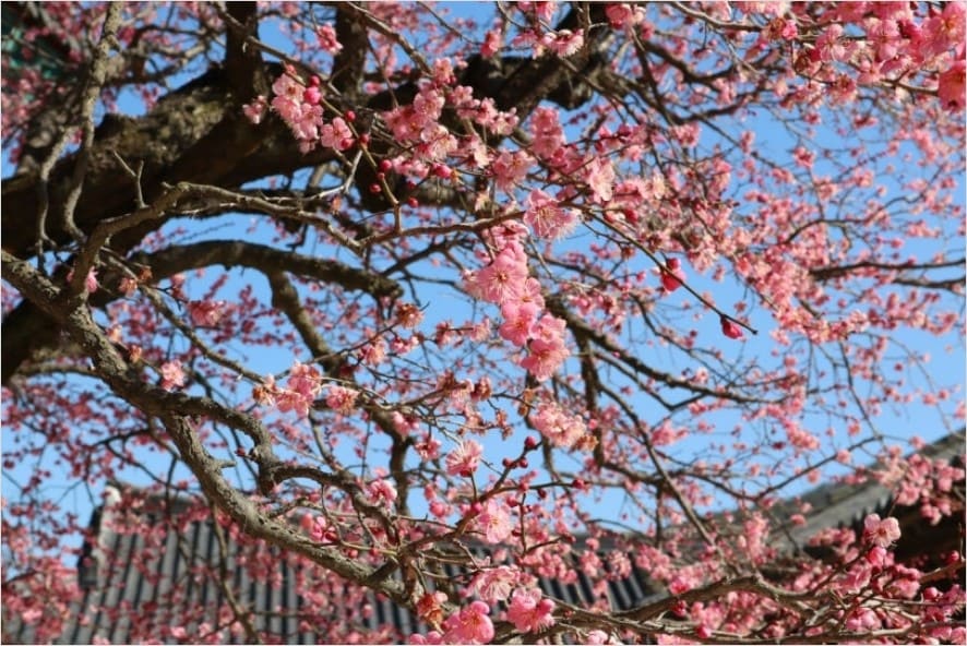 양산-통도사-홍매화