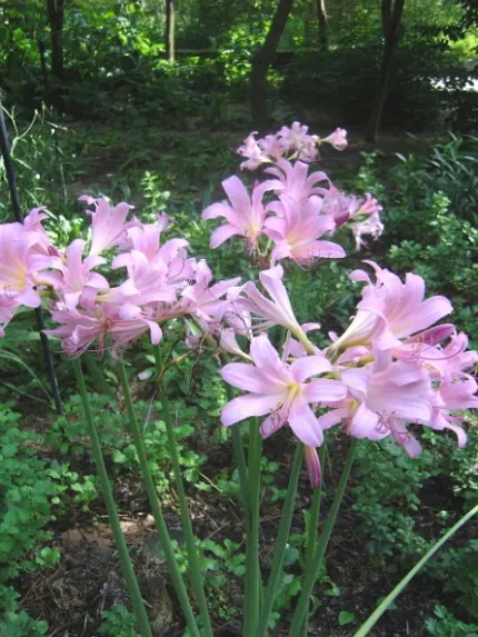 꽃무릇과 상사화 차이 요약 정리를 한눈에_4