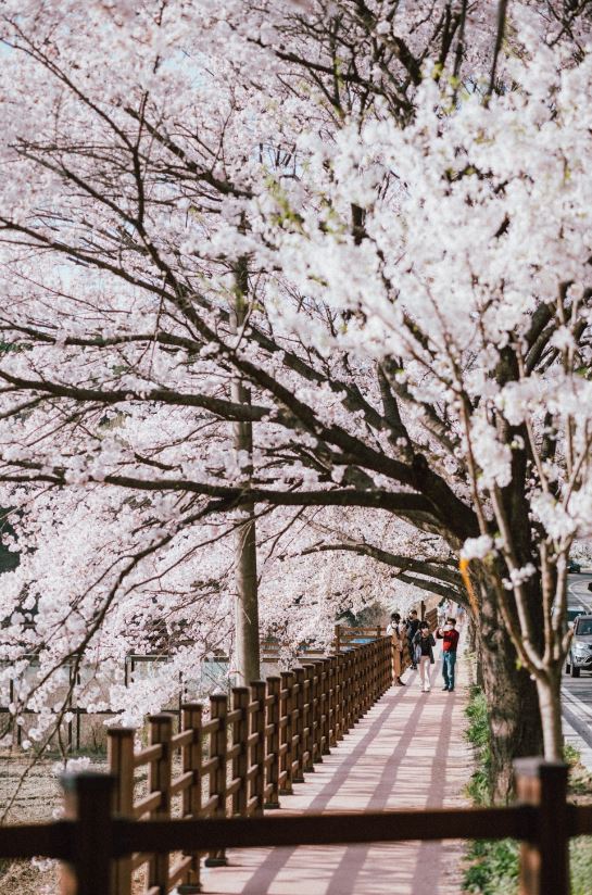 2023년-대청호-벚꽃축제