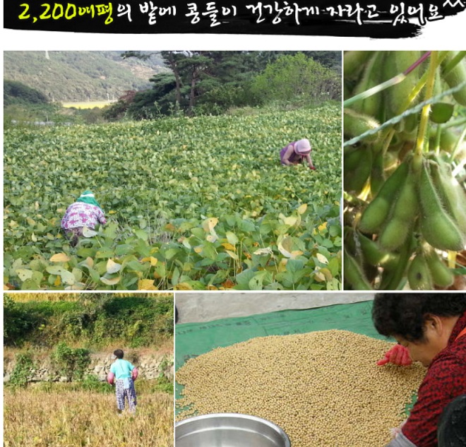 밀양-집장-송남이-구배기된장