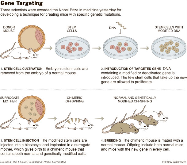 Gene targeting