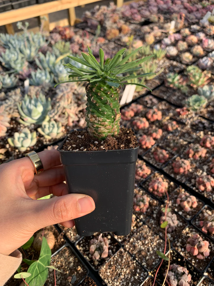 괴마옥 기르기 키우기 번식 다육 물주기 자르기 꽃 옷자람 분갈이