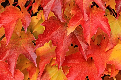 화담숲-모노레일