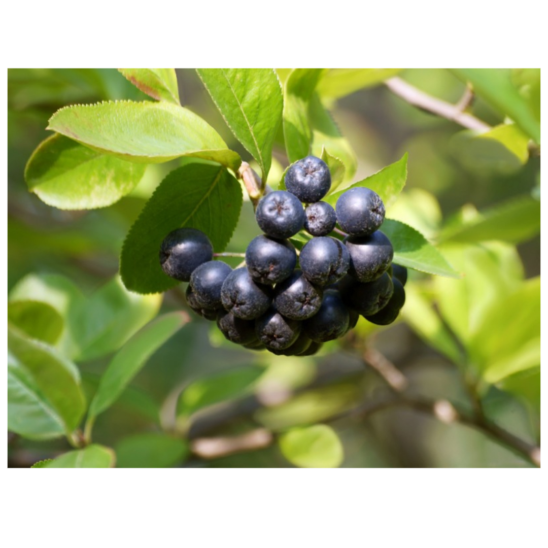 아로니아와 관련된 사진입니다.