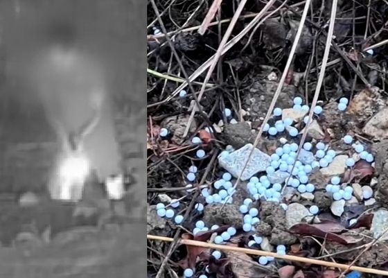 거제개학대 군인비비탄개학대 반려견사망 가해자2차가해