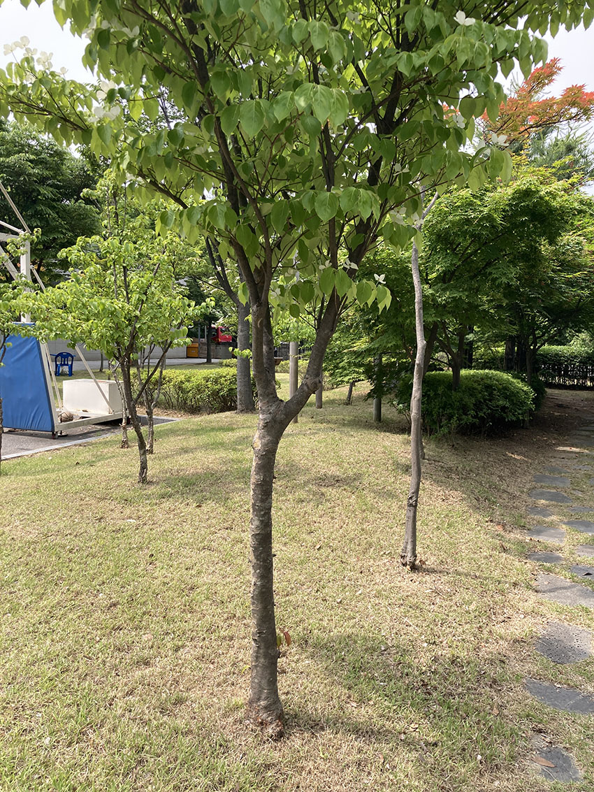 산딸나무