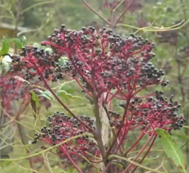 하동 산초 열매