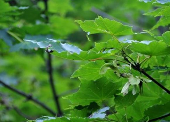 고로쇠물 효능 부작용 유통기한 먹는방법 구입방법 채취방법