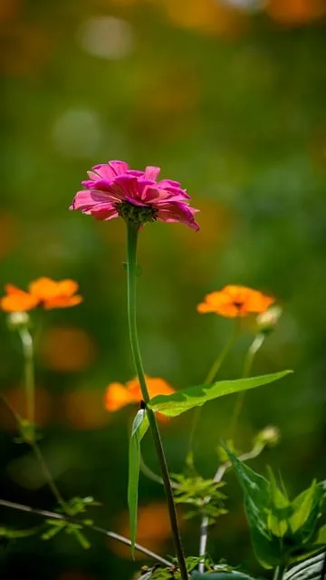 화무십일홍 뜻과 화무십일홍 권불십년 花無十日紅 자료집_9