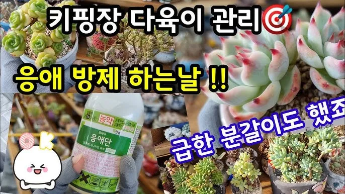 화분 응애 방제 초기발견 잎뒷면확인 샤워식세척 비누물활용 팁_3