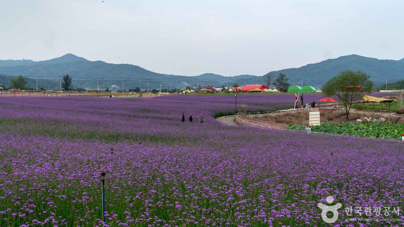 철원 고석정 꽃밭