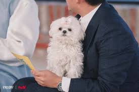 나혼자산다 구성환 강아지 꽃분이 드라이 추천템