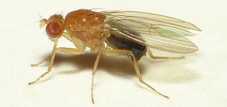 초파리 없애는 방법 효과 만점 초파리 트랩 만들기_1