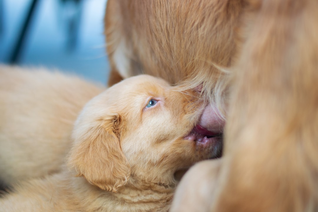 First Kiss