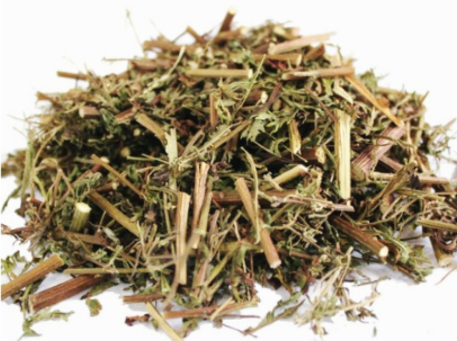 야생에서 채취를 한 인진호 풀의 잎과 줄기를 잘 세척한 후에 건조한 것을 크게 썰어놓은 인진쑥을 하얀 바닥 위에 수북하게 쌓아두고 찍은 사진