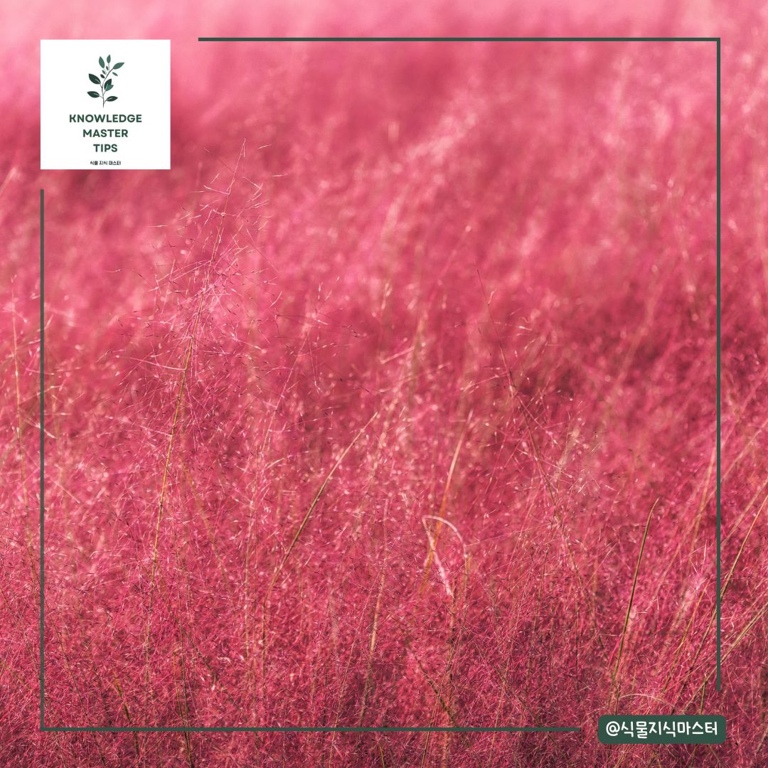 SNS를 통해 유명해진 핑크뮬리