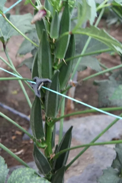 오크라 재배 파종 깊이 따뜻한 흙 물주기 요령_1